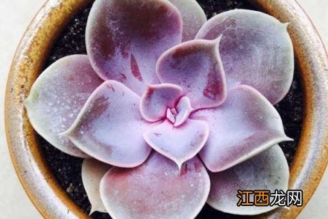 多肉植物红心莲怎么养 多肉红心莲的养殖方法