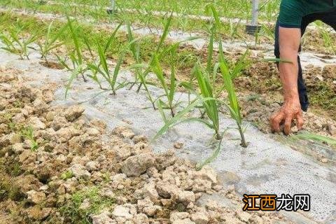 甘蔗育苗技术 甘蔗如何育苗