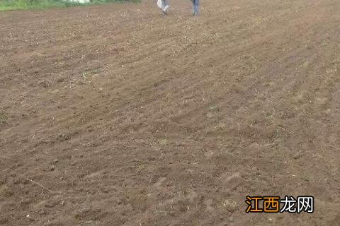 鹤首葫芦的种植方法 鹤首葫芦的种植方法和管理