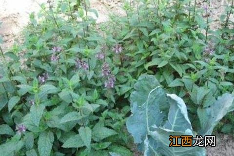 螺丝菜种植方法与产量 螺丝菜的亩产量