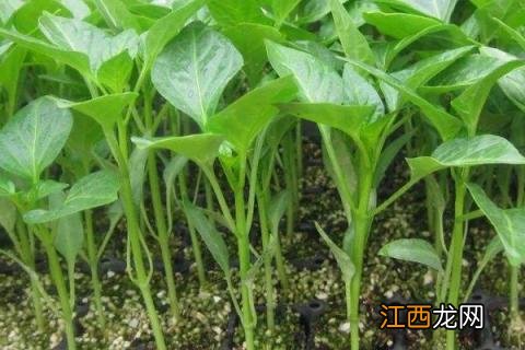 海椒种植的时间和方法? 海椒种植时间和方法