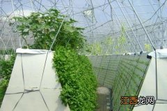 无土栽培蔬菜种植技术 蔬菜无土立体种植技术