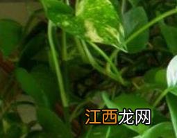 绿萝怎么养才能更旺盛 绿萝怎么养才能更旺盛用什么肥料