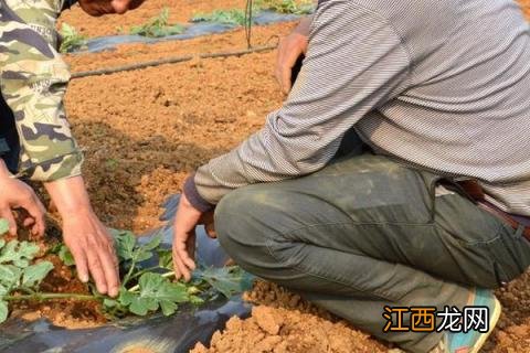 西瓜怎样种植产量高产 西瓜怎么种植产量高