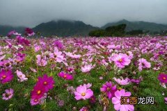 格桑花移栽方法和时间 格桑花种植方法和时间