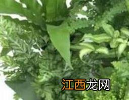 狼尾蕨的功效与作用 狼尾蕨的功效与作用图片