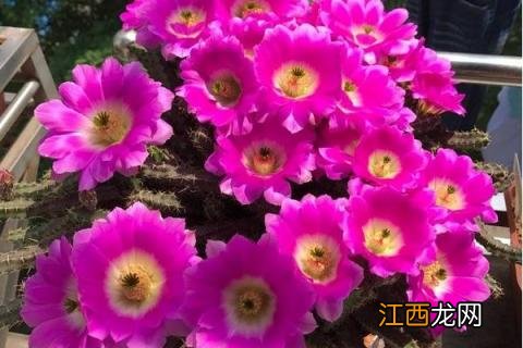 美花角的养殖方法 美花角好养吗