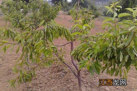 樱桃树卷叶用什么药最好 樱桃树卷叶的治疗方法