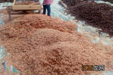 无土香椿芽栽培技术 无土栽培香椿芽种法