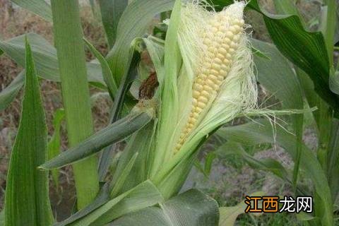 粘玉米种植时间亩产量 粘玉米种植时间