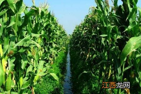 粘玉米种植时间亩产量 粘玉米种植时间