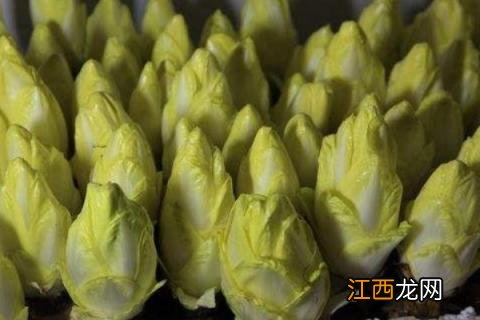 玉兰菜怎么种植 玉兰菜怎么种植视频