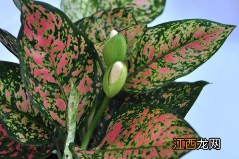 红叶万年青的养殖方法 红叶万年青植物怎么养殖