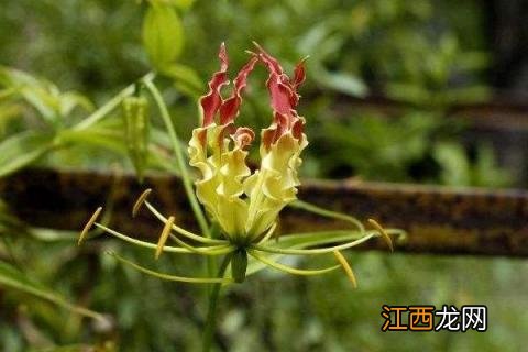 嘉兰百合的种植时间 嘉兰百合的种植