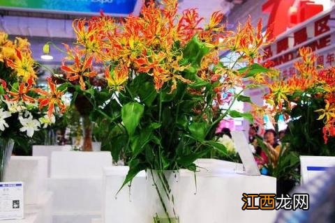 嘉兰百合的种植时间 嘉兰百合的种植