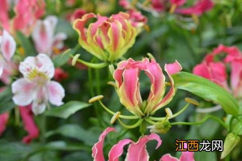 嘉兰百合的种植时间 嘉兰百合的种植