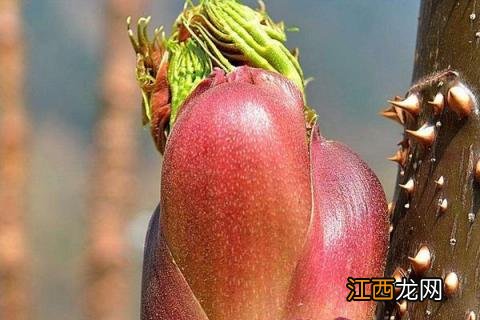 刺龙苞怎么种植 刺龙苞种苗