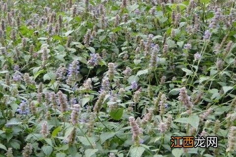 霍香的种植方法和种植时间 霍香莉的种植方法和种植时间