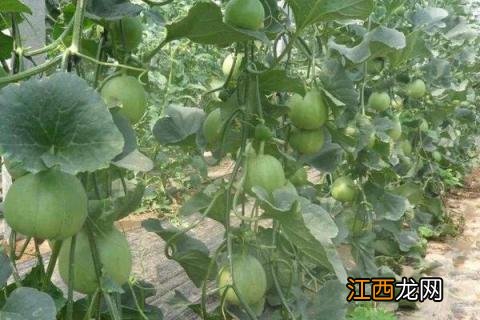 甜瓜种植时间和方法 日本甜瓜种植时间和方法