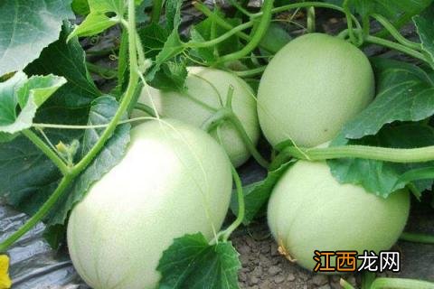 甜瓜种植时间和方法 日本甜瓜种植时间和方法