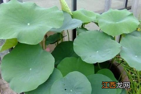 碗莲种植方法,种子这样处理更容易发芽