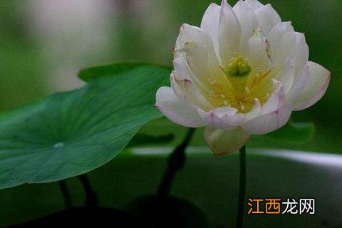 碗莲种植方法,种子这样处理更容易发芽