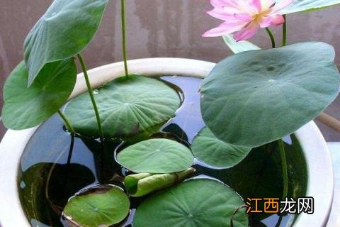 碗莲种植方法,种子这样处理更容易发芽