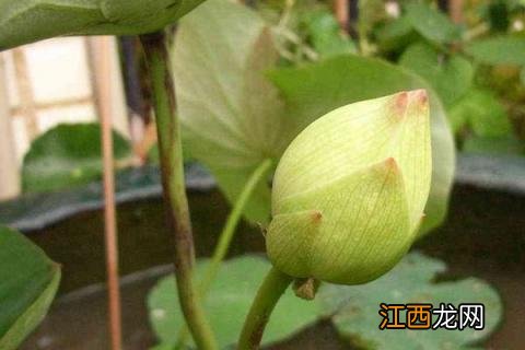 碗莲种植方法,种子这样处理更容易发芽