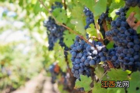 葡萄种植季节几月好 葡萄种植几月合适