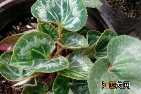 萝卜海棠叶子发黄是什么原因 萝卜海棠的养殖方法和注意事项