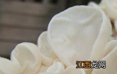玉木耳的功效与作用及禁忌是什么 玉木耳的功效与作用及禁忌