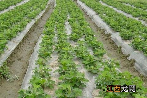 地膜花生的种植技术，种植时间为5月中旬