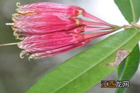 树萝卜养殖方法如下,浇水需浇透且不能积水,夏季应停止施肥