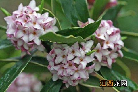 蕊香花怎么养殖方法,后期如何处理 蕊香花可以放卧室吗