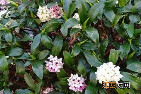 蕊香花怎么养殖方法,后期如何处理 蕊香花可以放卧室吗