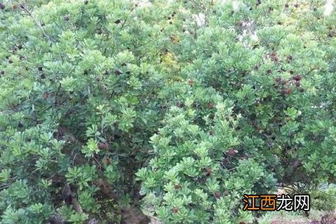 杨梅树苗怎么种植 杨梅树苗怎么种植技术