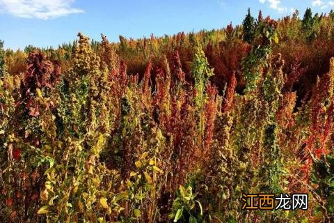 藜麦种植时间，一般在春末时节种植 藜麦如何种植什么时间种植