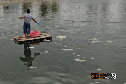 基围虾养殖技术条件，基围虾是淡水虾还是海水虾