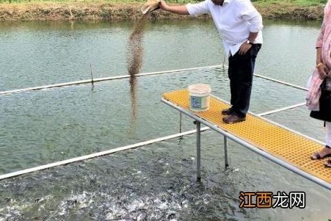 淡水鲈鱼的养殖方法，淡水鲈鱼和海鲈鱼的区别