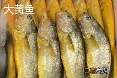 黄花鱼有几种 黄花鱼有几种颜色