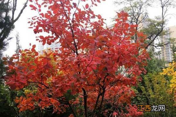 黄栌为什么叫做烟树,黄栌有果实吗 黄栌是灌木吗