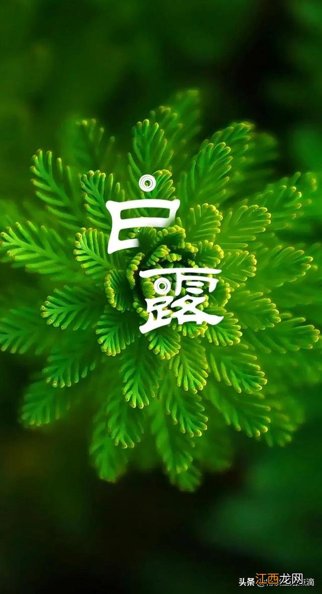 2023年辛酉月是几月 酉月是几月