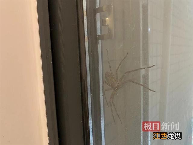 上午11点看见蜘蛛好不好 中午1点有蜘蛛怎么办呀