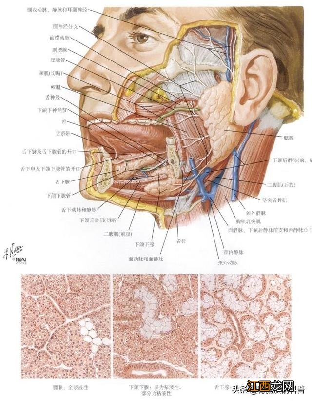 升结肠和降结肠的位置 升结肠位置图