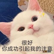 不举是什么意思 小趴菜什么意思