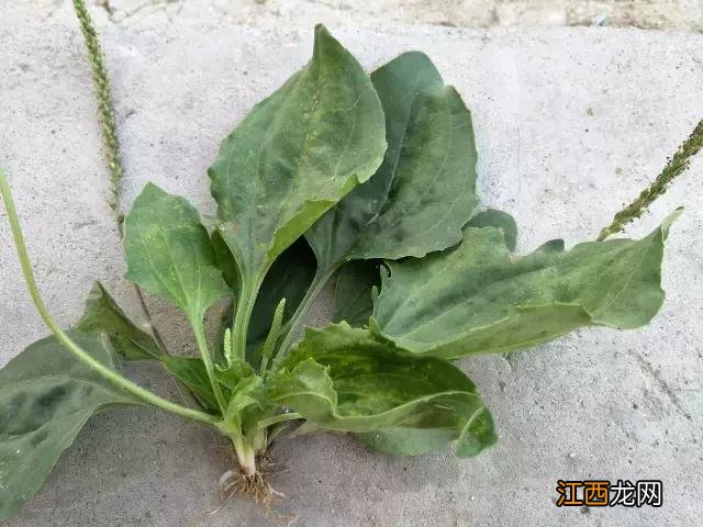 最壮阳的草药3种 车前草有什么作用