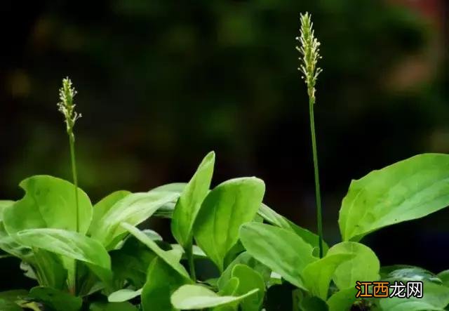 最壮阳的草药3种 车前草有什么作用