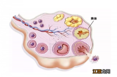 什么是黄体破裂 什么是黄体