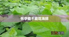 孕期吃海鲜 怀孕能不能吃海鲜