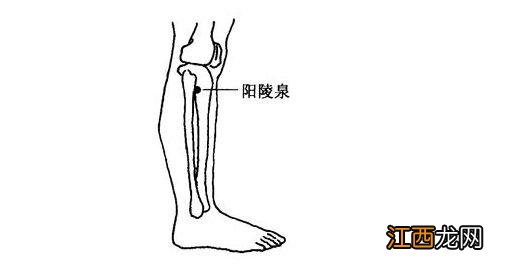 小腿肚经络图解大全图片 下肢穴位